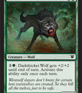 Innistrad - Darkthicket Wolf - Near Mint